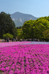 View of Pink moss (Shibazakura, Phlox subulata) flower at Hitsujiyama Park. The hills are filled with pink, red, blue, white flowers. Shibazakura festival in Chichibu city, Saitama Prefecture, Japan.