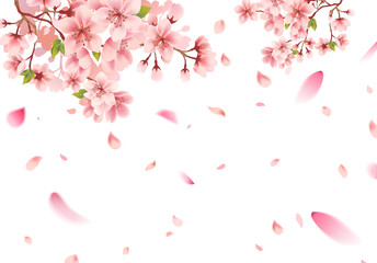 Cherry blossom sakura in springtime on white background