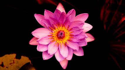 Lotus FLower
