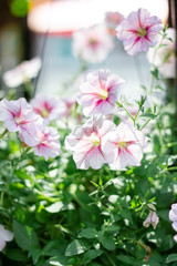 pink flowers in the garden