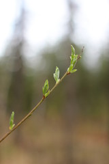 A branch in spring, starting to become green