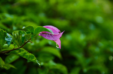 Lesser bougainvillea (Bougainvillea glabra), bougainvillea flowers in rainforest, close-up, macro, view