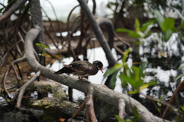 Duck