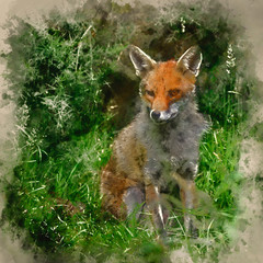Watercolour painting of Stunning image of red fox vulpes vulpes in lush Summer countryside landscape