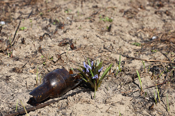 Spring flower blue coloring sprouted on burnt ground after pazhara near the discarded bottle. The consequences of fire for nature. New life is reborn in the past. Flora after an environmental disaster