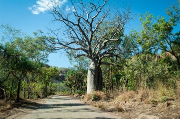 Fototapeta na wymiar Boab tree along the Gibb River Road in outback Australia