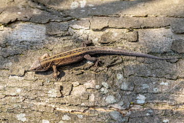 Lizard warms up on an old wood.