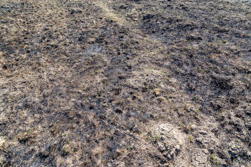 Soil after a forest fire with fresh grass trying to get through burned places.