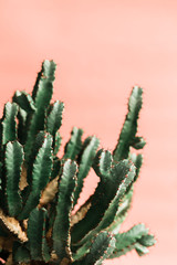 Green cactus on orange background natural light