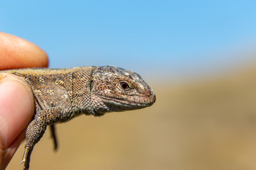 Brown lizard in the hands of man.