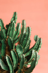 Green cactus on orange background natural light