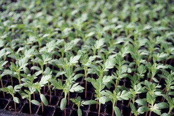 Growing vegetable and flower seedling in seedling tray, agriculture concept