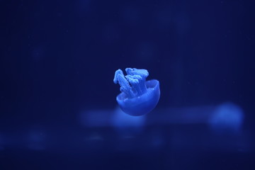 jellyfish