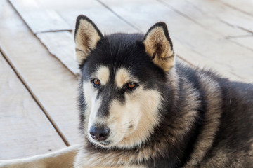 Siberian Husky,Dog breed Siberian Husky crouch rests on the wooden floor