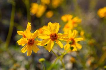 With the arrival of spring, colorful and delicate wildflowers litter the desert floor of the Sonoran desert in south west United States, adding to the desert wilderness beauty