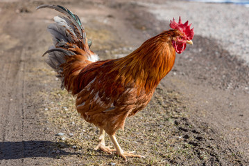 cock out walking on a dirty road