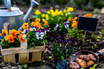 The first spring colorful flowers ready for planting.