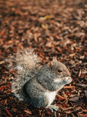Squirrel photographed close-up