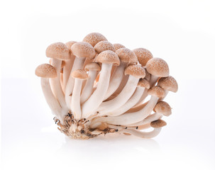 Bunashimeji mushroom isolated on white background.
