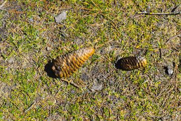 Pine cone 