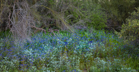 With the arrival of spring, colorful and delicate wildflowers litter the desert floor of the Sonoran desert in south west United States, adding to the desert wilderness beauty