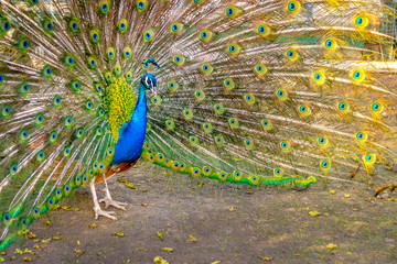 Obraz premium The peacock opened its multicolored tail like a fan, close up. Beautiful plumage of male peacock in mating season.