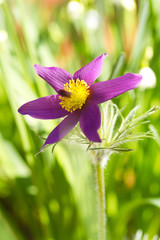 Blüte einer Gewöhnlichen Küchenschelle