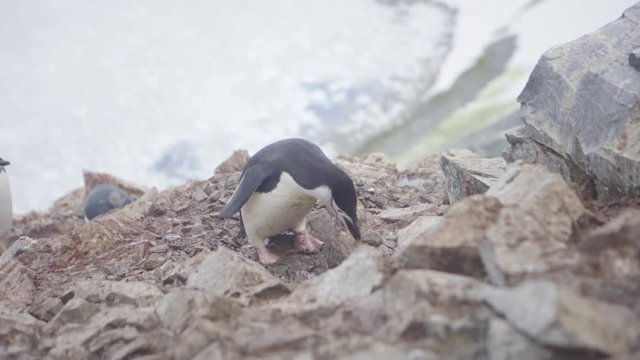 Chinstrap Penguin in Antarctica Spring Summer Picking Up Rocks