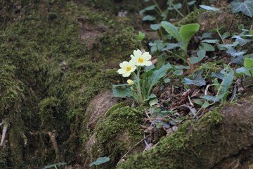 Primevères