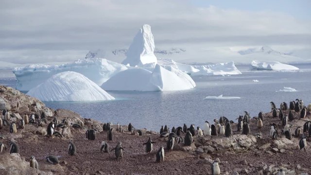 Colony of Penguins near iceberg In Antarctica 