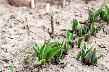 Sprouting tulips in early spring.