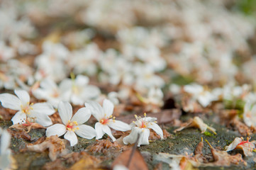 Beautiful white tung tree flower, Like the snow floating on the ground in May