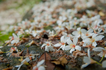 Beautiful white tung tree flower, Like the snow floating on the ground in May