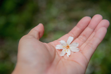 White tung flower on hand, Beautiful white tung tree flower, Like the snow floating on the ground in May