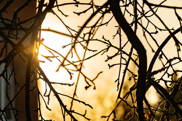 The branches of the Apple tree in the beautiful sunlight at sunset. Winter, trees bare and without leaves. Many branches of different size and shape. Nice yellow and orange light falling from the side