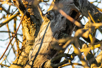The branches of the Apple tree in the beautiful sunlight at sunset. Winter, trees bare and without leaves. Many branches of different size and shape. Nice yellow and orange light falling from the side