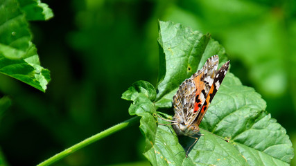 Closeup on a butterfly at a flower