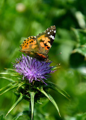 Closeup on a butterfly at a flower