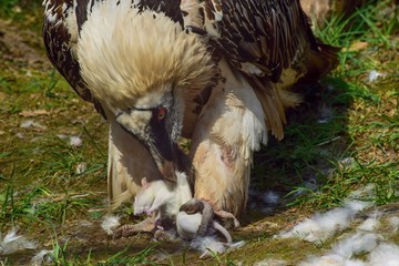 bearded vulture devouring its prey.