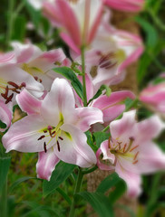 Fototapeta premium Lily.