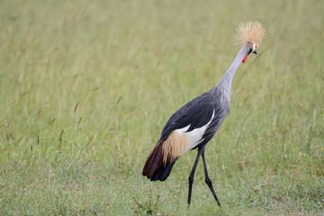 Bird in MAssai Mara