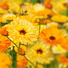 Marigold.