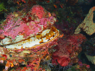 The amazing and mysterious underwater world of Indonesia, North Sulawesi, Bunaken Island, clam