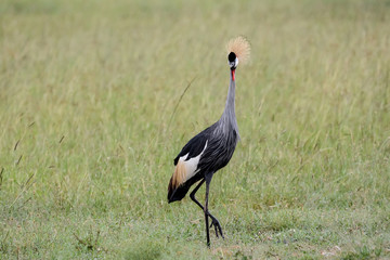 Bird in MAssai Mara