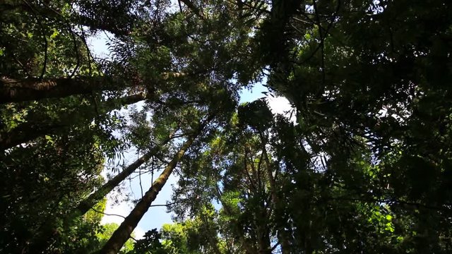 In forest looking up under canopy of Kauri trees. STATIC