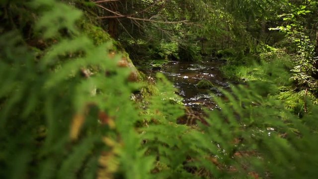 Forest with creek