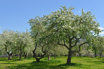 Obraz premium Beautiful Blooming apple orchard in Moscow. Spring