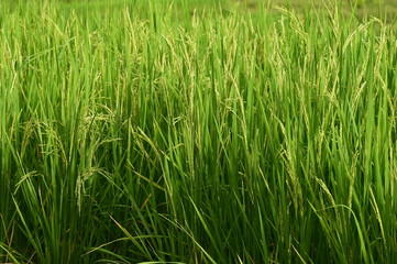 close up of ripening rice in a paddy field