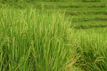 close up of ripening rice in a paddy field