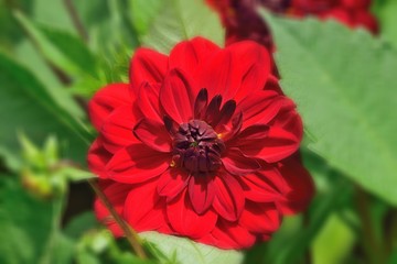 Dahlia.
